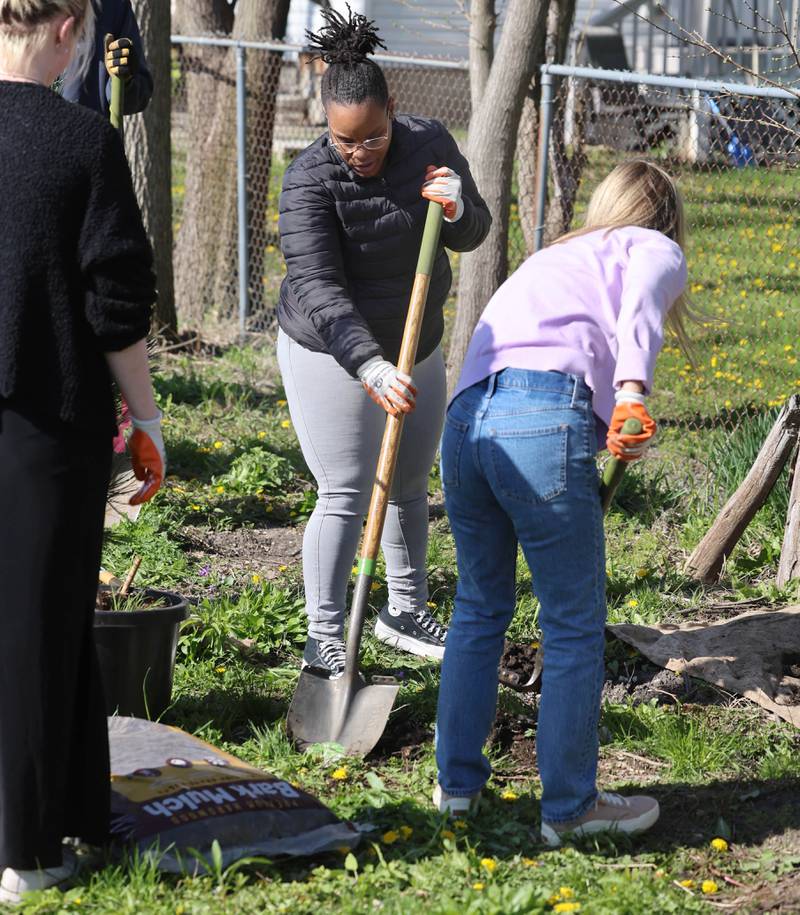 Volunteers plant trees Tuesday, April 21, 2026, during the event at Elder Care Services in DeKalb. Several trees were planted at the location to kick off the DeKalb Township’s 250 Trees for Tomorrow initiative.