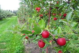 Orchards mark the start of fall