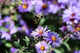 Forest Preserve offers programs for homeschoolers, Scouts and tots