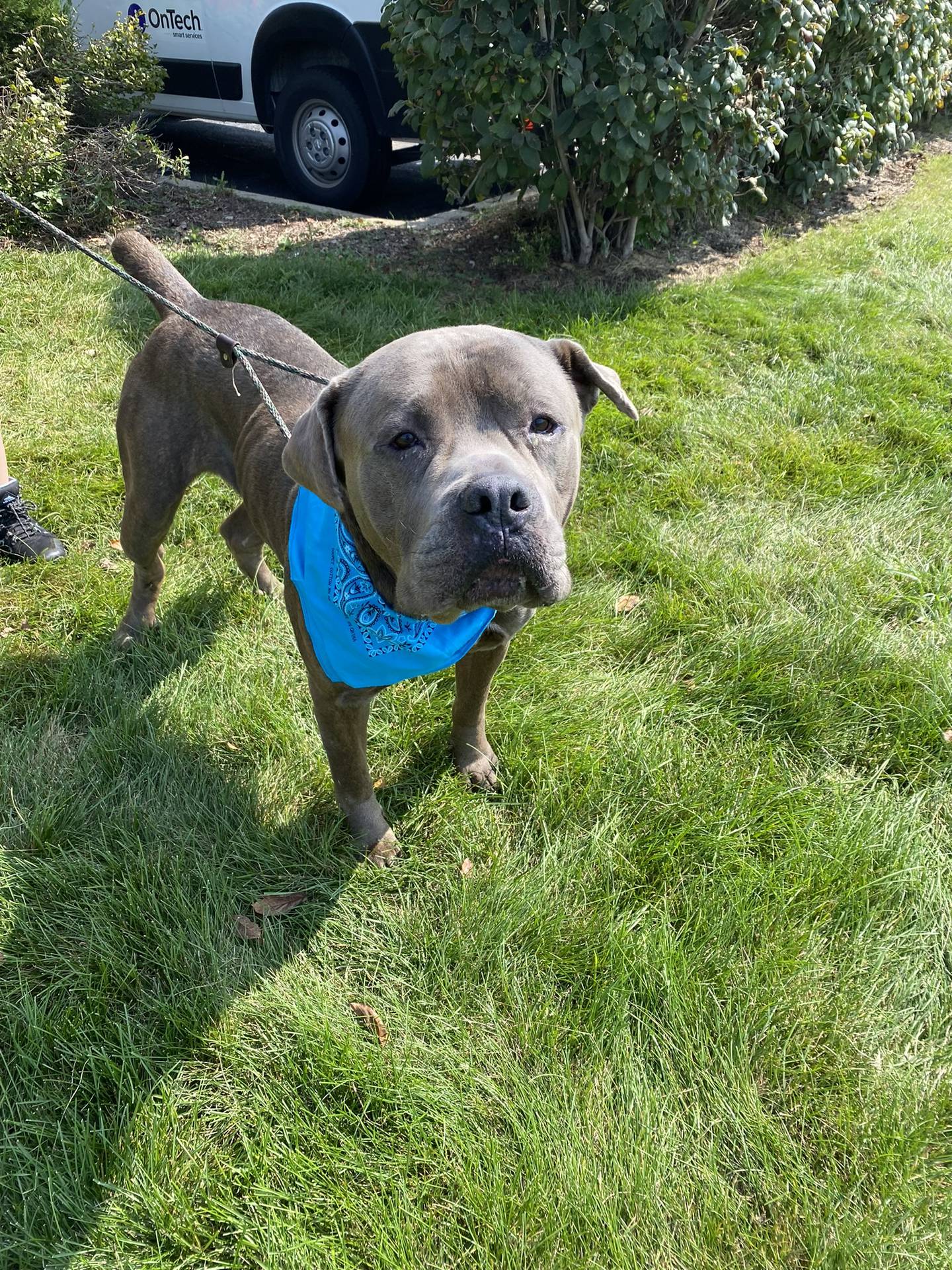 Jack is a 6-year-old, 135-pound mastiff/cane corso mix that lost his owner and needs a new home. He likes walks and lounging in his dog bed. He loves people and children but must be the only pet in a home. To meet Jack, email Dogadoption@nawsus.org. Visit nawsus.org.