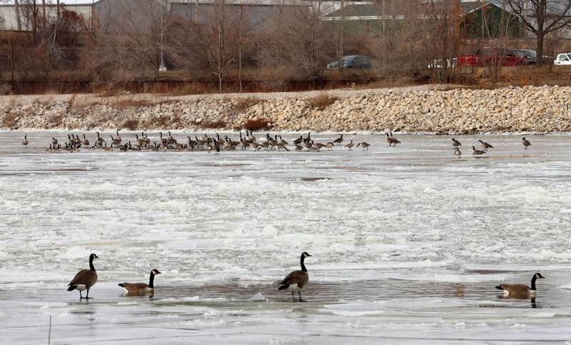 Canada geese rest on the frozen Illinois River on Tuesday, Jan. 20, 2026 in Ottawa.