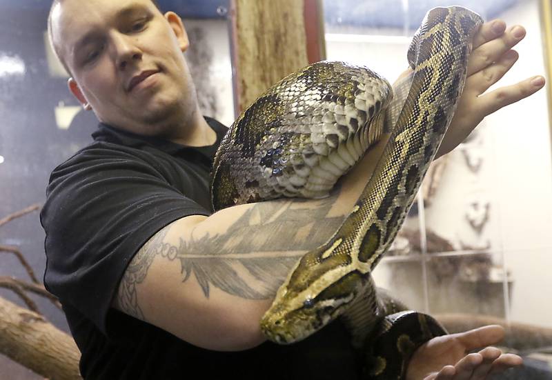 Lucas Arnold of Cold Blooded Parties holds Beast, a Burmese Python, inside their new Reptile Gallery in McHenry on Feb. 21, 2023. The gallery when it opens in April will feature over 40 different species of reptiles, amphibians, sting rays and invertebrates on display.