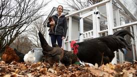 Are backyard chickens the solution for shellshocked egg shoppers?