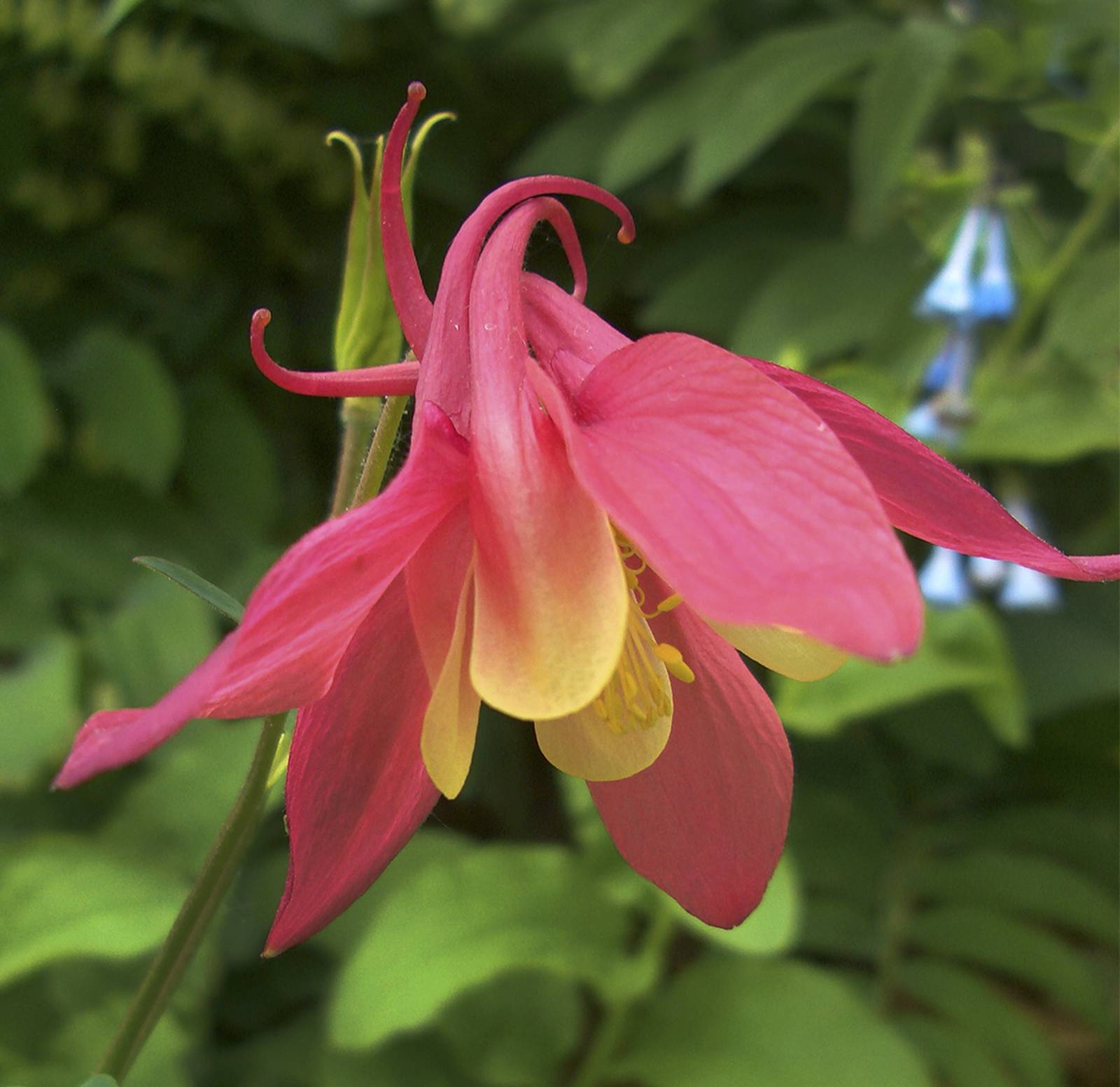 How Does Your Garden Grow? Columbines are a rainbow of color for your