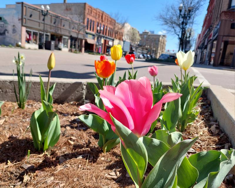 Tulips are in bloom Tuesday, April 9, 2024, in the flower beds of downtown Ottawa.
