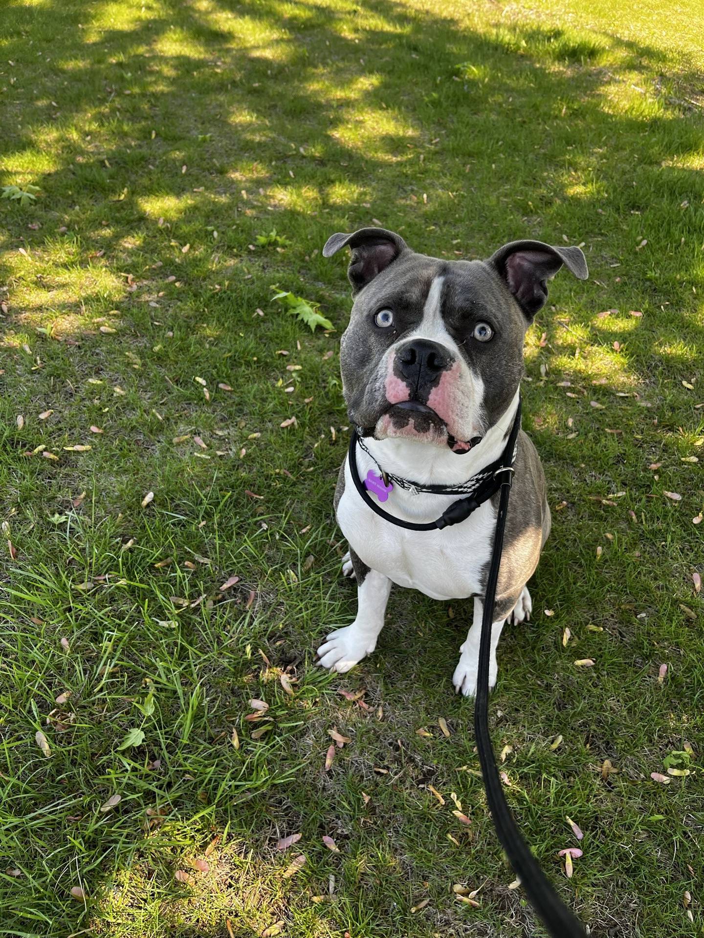 Pickles is a 3-year old terrier mix that loves to meet new people. He also loves to play with toys and go on walks to explore new places. He is friendly, goofy and fun. To meet Pickles, email Dogadoption@nawsus.org. Visit nawsus.org.