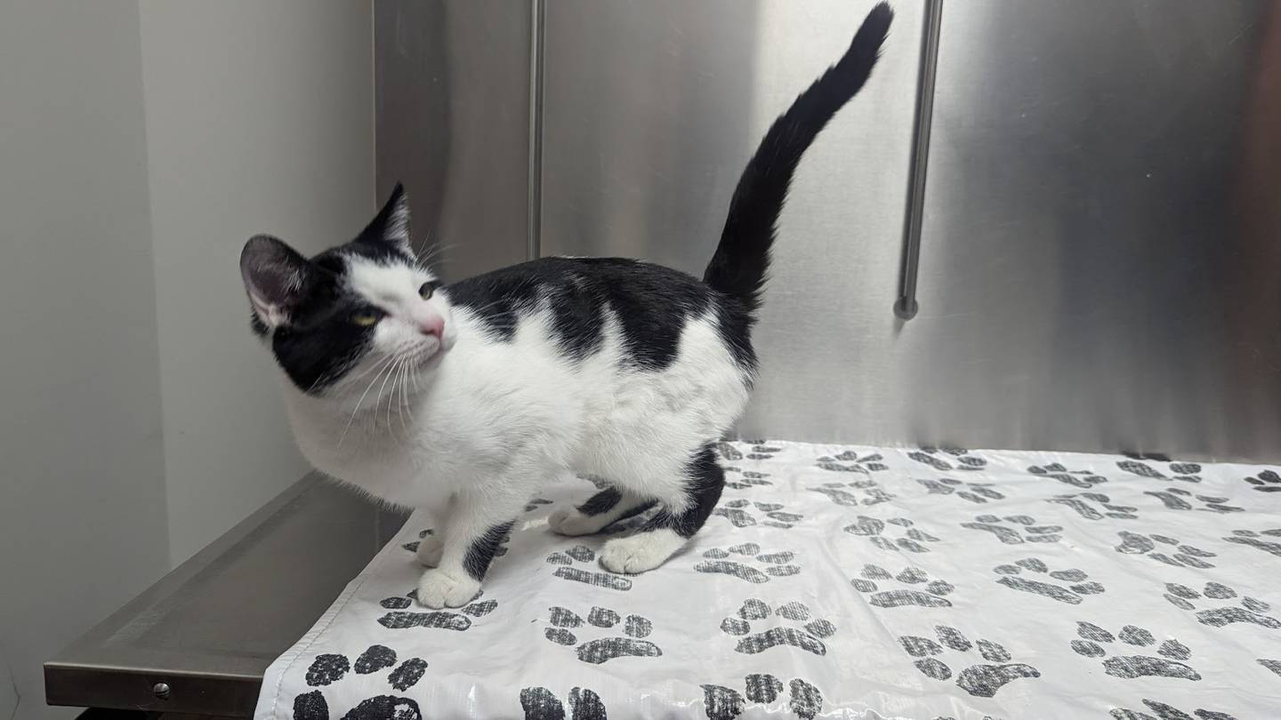 VCA Joliet Animal Hospital has approximately 33 kittens that need good homes, including Cassion. Kittens are litter-box trained and have age-appropriate vaccinations.