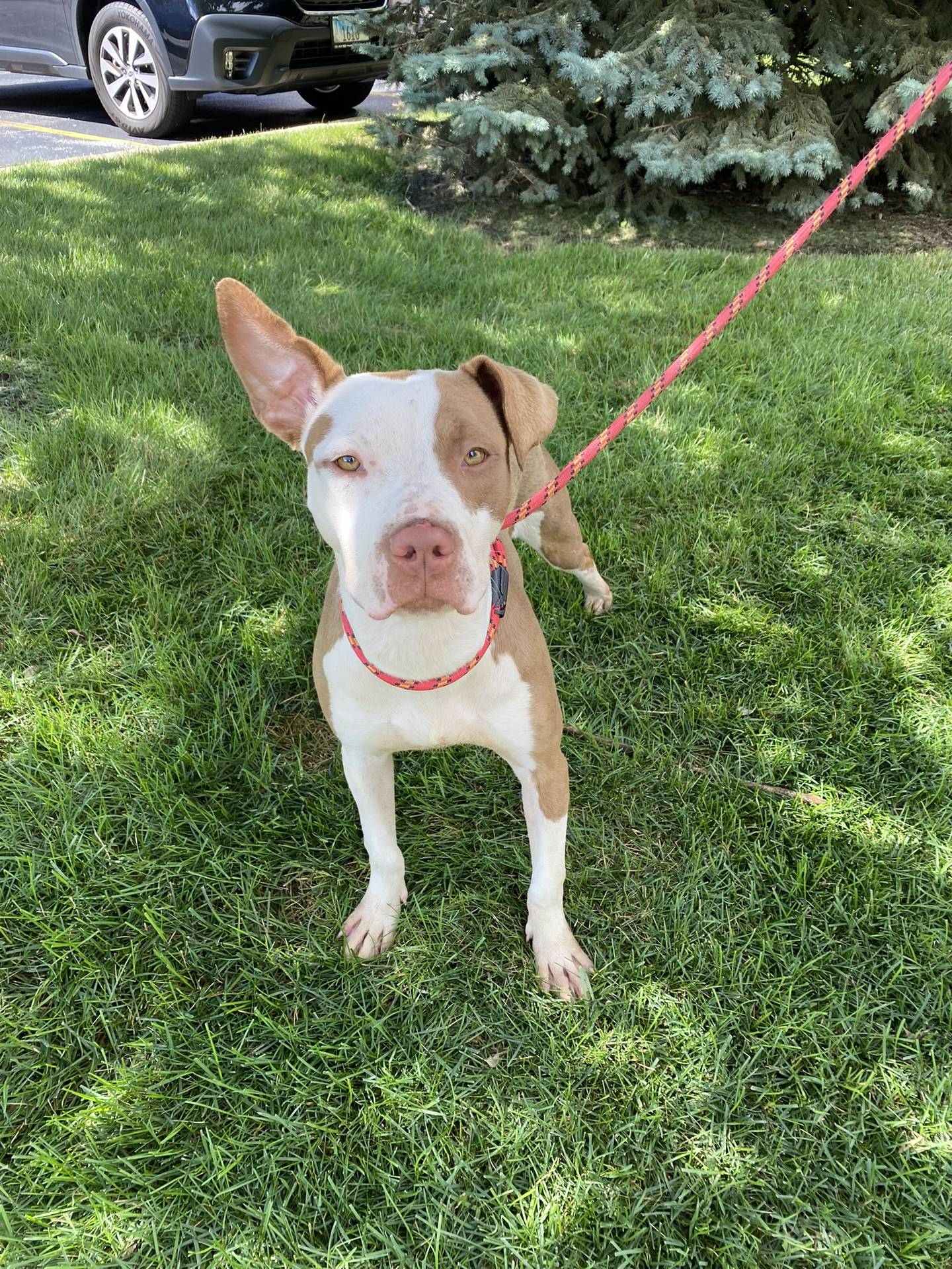 Ophelia is a 1-year-old terrier that was very nervous when first found as a stray. Through love, patience and treats, she has opened up and shown her sweet personality. She enjoys meeting new people and going on adventurous walks. She needs a patient adopter to give her confidence to keep growing. To meet email Victoria at victoria@nawsus.org. Visit nawsus.org.