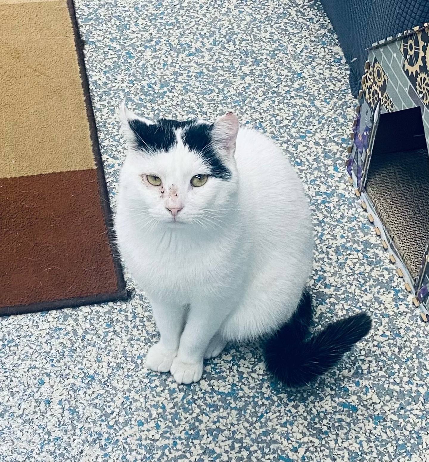 Rocky is a 3-year-old domestic shorthair. He is playful, outgoing, and loving. He enjoys playing with his toys and climbing. He would make a great addition to any family.  For more information on Rocky, contact Forepaws at megan@forepawspets.com. Visit https://www.forepawspets.com/.