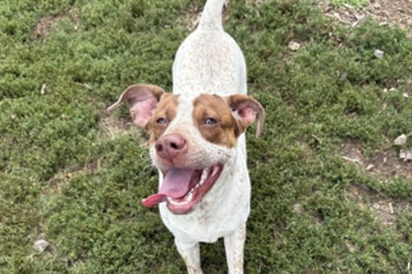 Kendall County needs ‘rescues and adopters’ after influx of dogs, cats to animal control