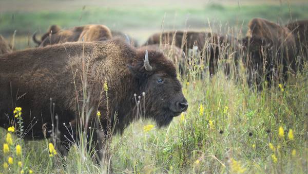 Photos: Nachusa Grasslands on display at Autumn on the Prairie