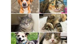 Will County Pets of the Week: March 10, 2025
