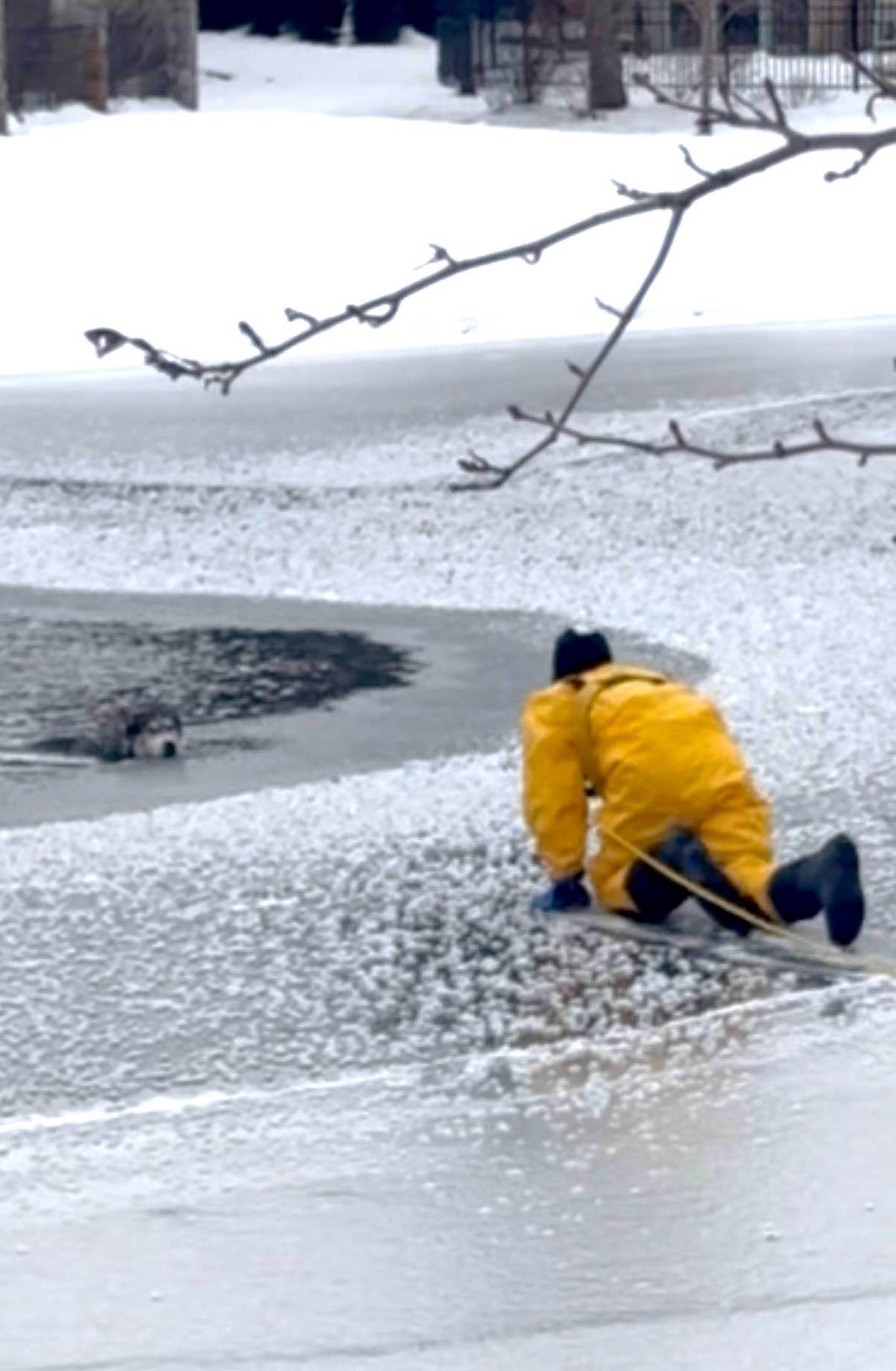 Fox River and Countryside firefighter Michael Amacher crawls out on the ice early Monday, Dec. 15, 2025, to rescue a husky that fell through the ice in a pond in the 36W400 block of Hunters Gate Road in St. Charles Township. The dog didn't have a collar. Its chip showed an owner in West Chicago, but no one answered the phone. Photo provided by Fox River and Countryside Fire/Rescue
