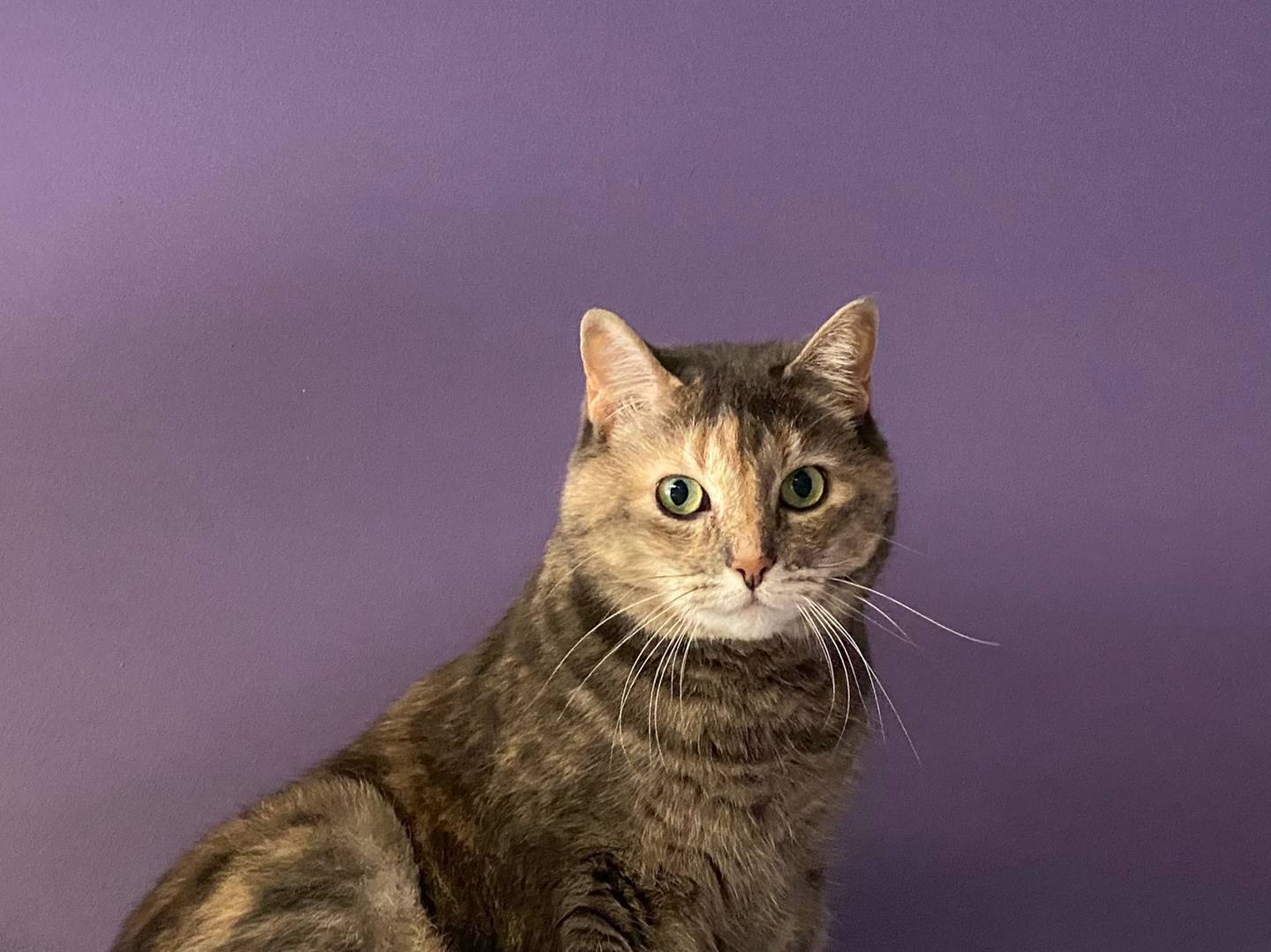 Shommi is a 7-year-old calico. She is shy, but quickly becomes affectionate. Shommi does well with other cats and would do well in a family home. To meet Shommi, visit justanimals.org or call 815-448-2510.