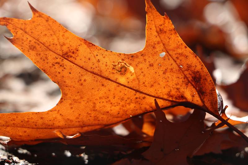 The Nature Foundation of Will County’s virtual “Oaktober! Native Tree & Shrub Sale” begins Sept. 4 and runs through Oct. 2. Peruse plants online and order for pickup on Oct. 16. Proceeds benefit the Forest Preserve District of Will County.