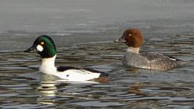 Good Natured in St. Charles: Goldeneyes attract with looks and a whistle