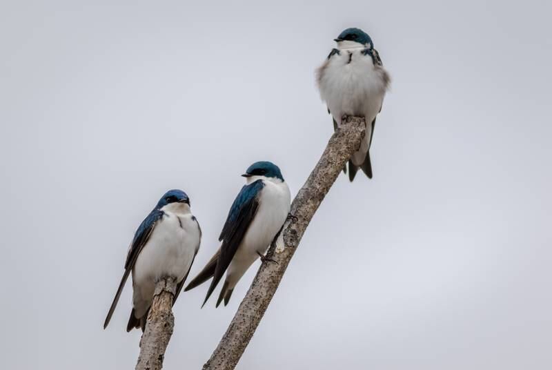 In spring male tree swallows, identified by their iridescent blue backs, arrive on their breeding territories about a week ahead of the females, which have similar but duller coloration.