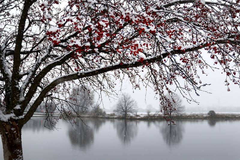 Snow covers berries on a tree in the Inland Business Park in McHenry on Tuesday, Nov. 15, 2022. The McHenry County area received its first measurable snowfall of the season on Tuesday.