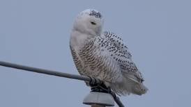 McHenry’s snowy owl struck by car, killed; so much attention can be ‘too much for these birds’