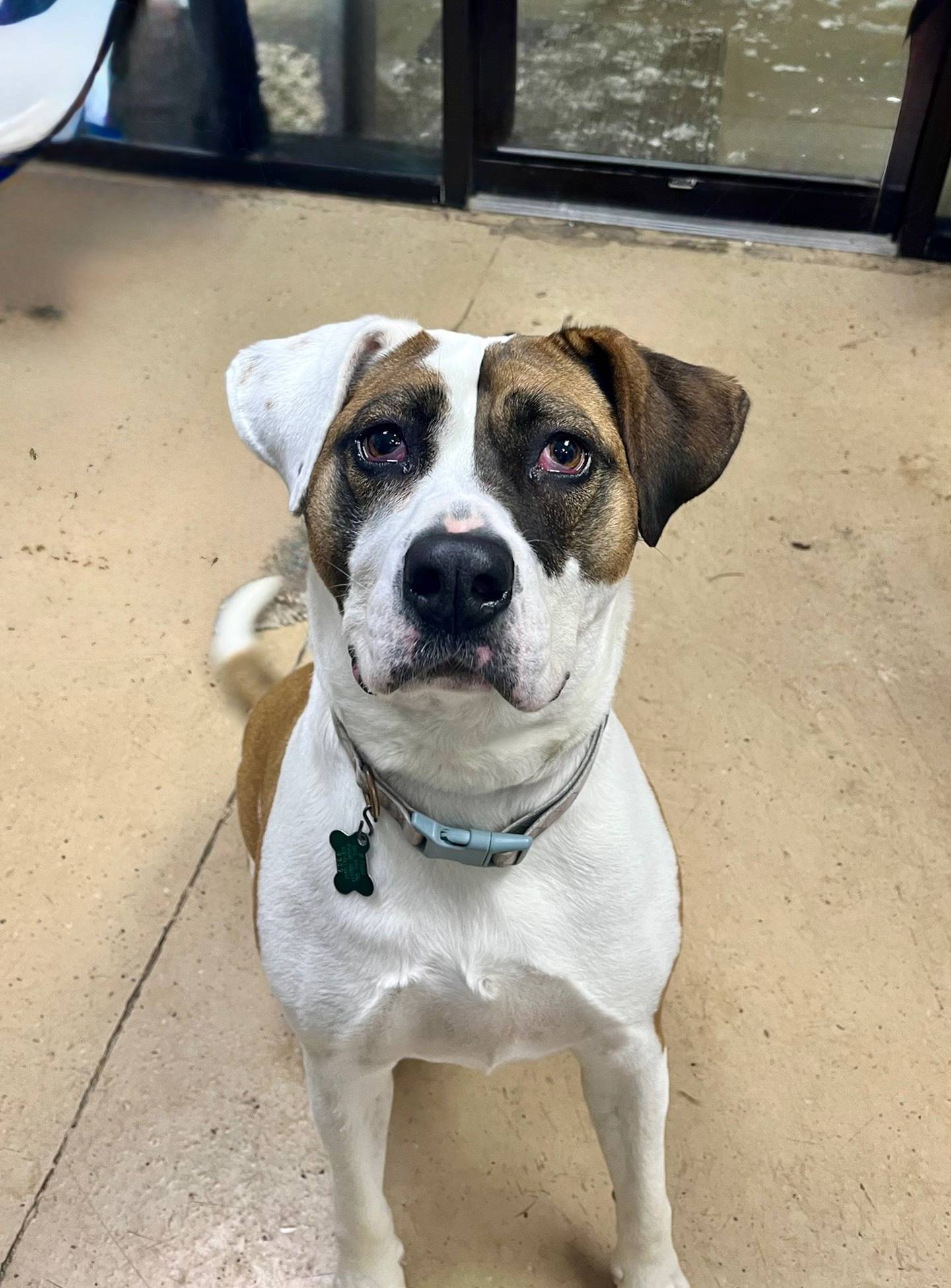 Marlo is a 4-year-old, 75-pound ears sweet, goofy and loving dog, likely a Saint Bernard/ Pit mix. Marlo needs an active and strong adopter and a home without cats or dogs. She would do best with older children as she is a big strong girl who loves to jump and run. Email the Will County Humane Society at willcountyhumane.com and follow the instructions for the adoption process.