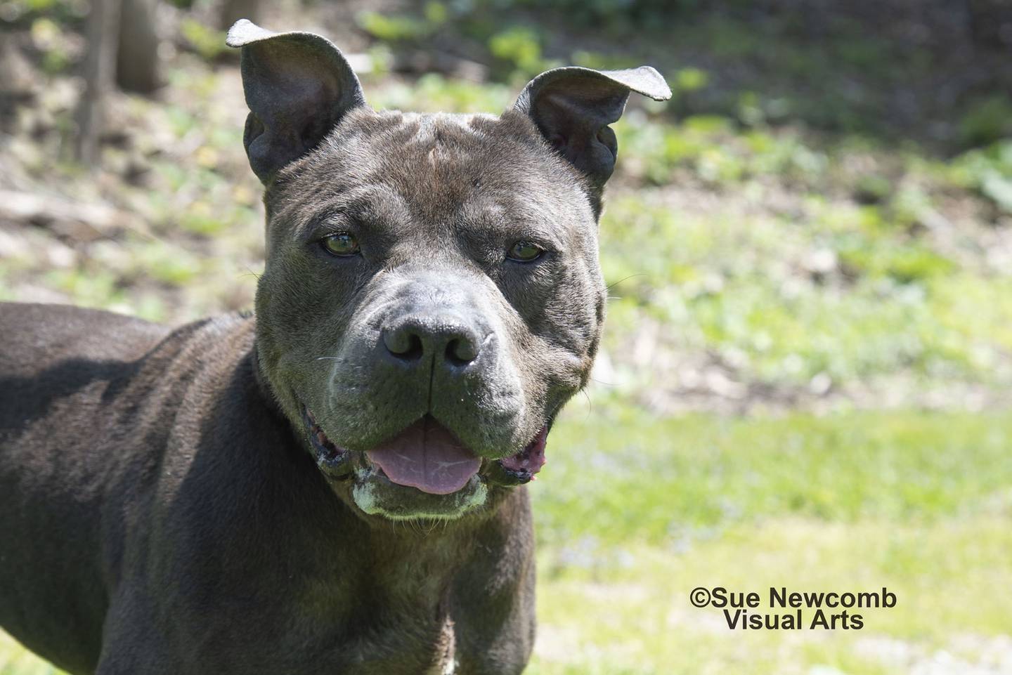 Dudley is a 7-year-old pit bull who fell on hard times. He was adopted from the humane society and wound up as a stray. He has a goofy personality and gets along with people and other dogs. Dudley has some medical issues due to poor care, so he needs an owner to give him good care. Contact the Will County Humane Society at willcountyhumane.com and follow the instructions for the adoption process.