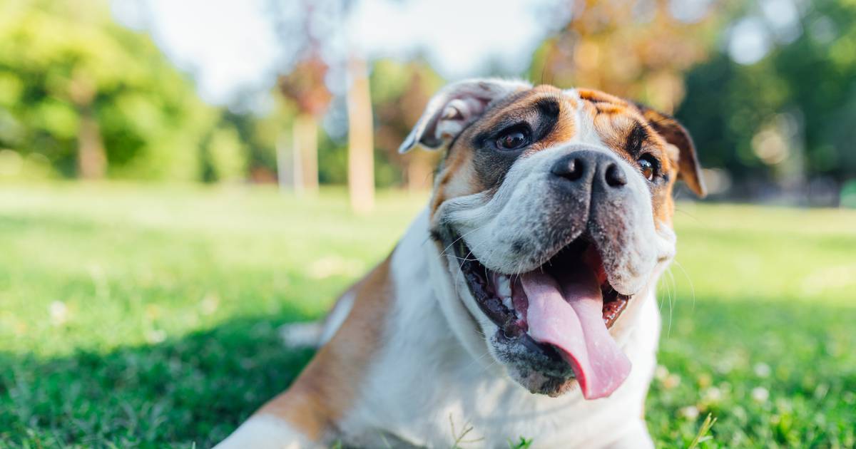 Keeping pets calm and safe during Fourth of July celebrations – Shaw Local