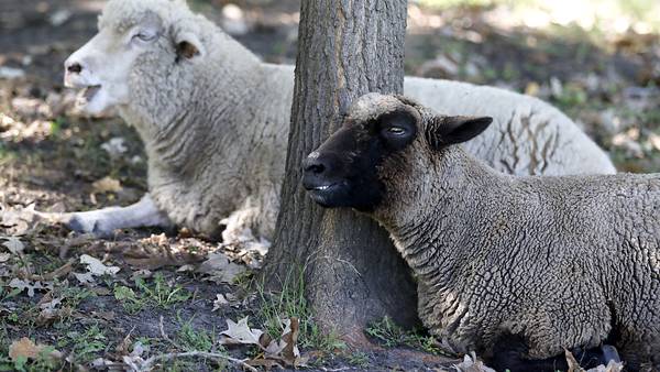 Grundy County Land Use Committee mulls whether to allow sheep to graze under solar panels