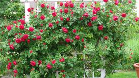 Down the Garden Path: Growing climbing roses is easier than you think
