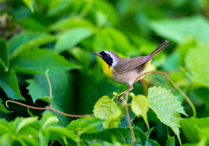 The male common yellowthroat bears unmistakable plumage that includes a black mask trimmed on top with white. A denizen of dense foliage, it’s a bird more often heard than seen.
