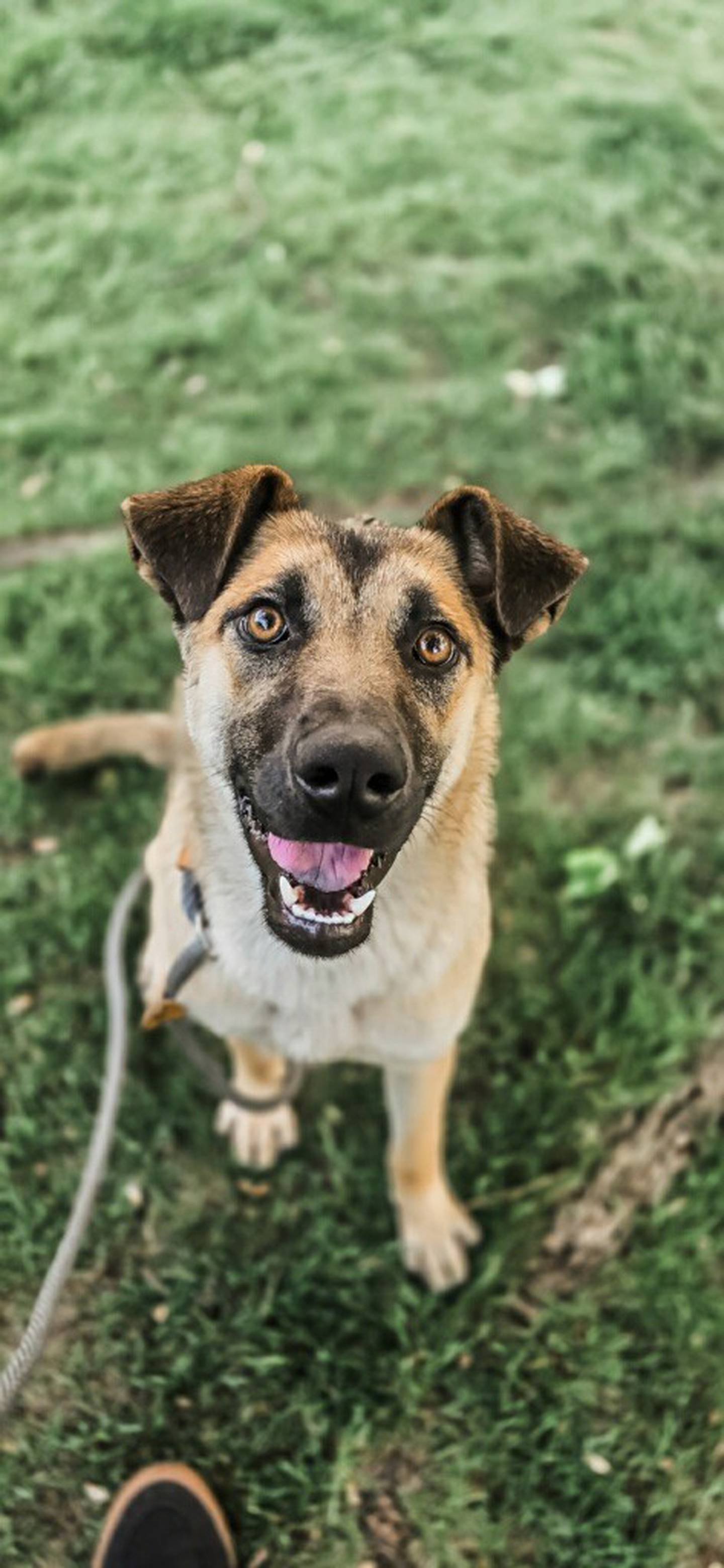 Stella is a 1-year-old shepherd mix, who came to the shelter with her sister after being saved from euthanasia. Stella is sweet, playful, and loves everyone she meets. She enjoys playing with her toys and going on walks. Stella would do well with other dogs and children, making her the perfect family pup. To meet Stella, email Dogadoption@nawsus.org. Visit nawsus.org.
