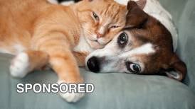 Recognizing and Managing Pet Allergies in Every Season