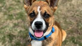 Young pup ready to run, learn in forever family