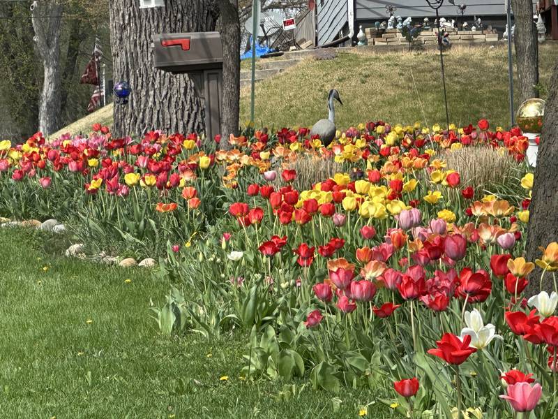 Photos: Spring Valley street corner explodes in annual tulip glory