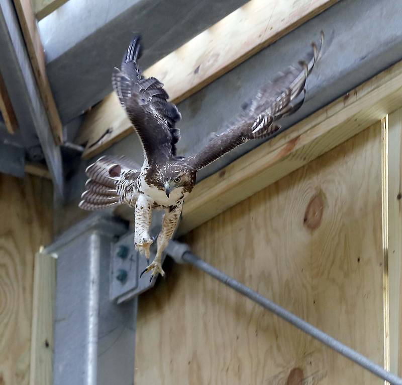 A raptor launches itself from the corner of the new building at the Willowbrook Wildlife Center Wednesday June 28, 2023 in Glen Ellyn.