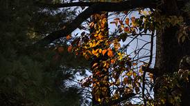 Westmont leaf collection continues through Dec. 1