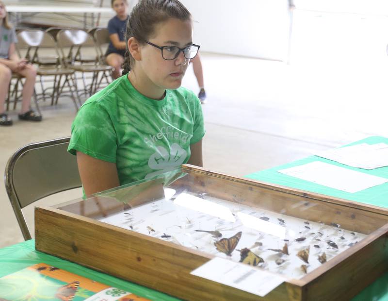 Miranda Noder of Sheffield, has her butterfly collection judged during the Bureau County 4-H Fair on Thursday, July 10, 2025 at the Bureau County Fairgrounds in Princeton.