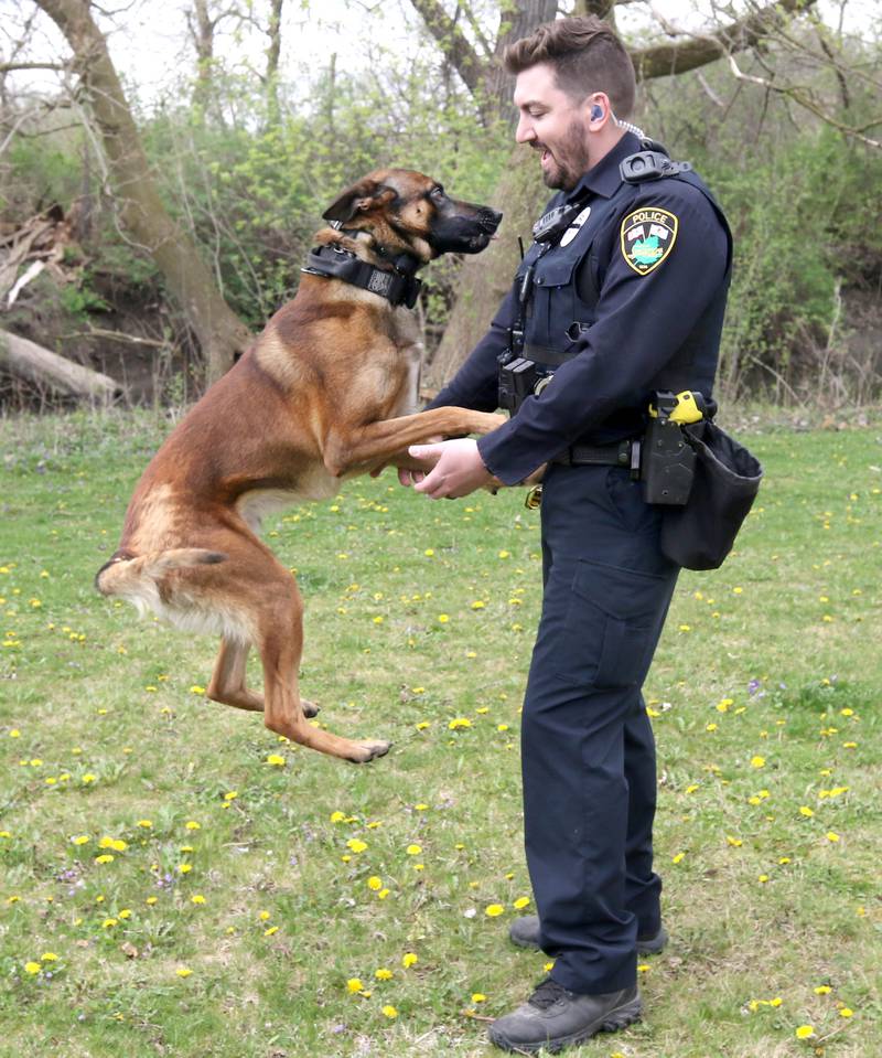 Belgian malinois Wes jumps up to greet his handler Sycamore Police K-9 officer Greyson Scott Thursday, April 18, 2024, at the Sycamore Forest Preserve.