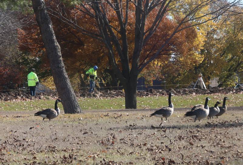 Crews with Gillian Construction repair the walking path as Canada geese walk around Baker Lake on Monday, Nov. 10, 2025 in Peru. The walking path is nearly half poured. It's been one-month since construction began. Work includes a 10-foot wide concrete path with secondary concrete paths also added, connecting with the new parking lot near Lighted Way and connecting with the parking lot, playground, and shelter on the west side of Baker Lake. The new path will be wider by 2 feet than the current one. The park remains closed to the public. The project will be completed in early December.