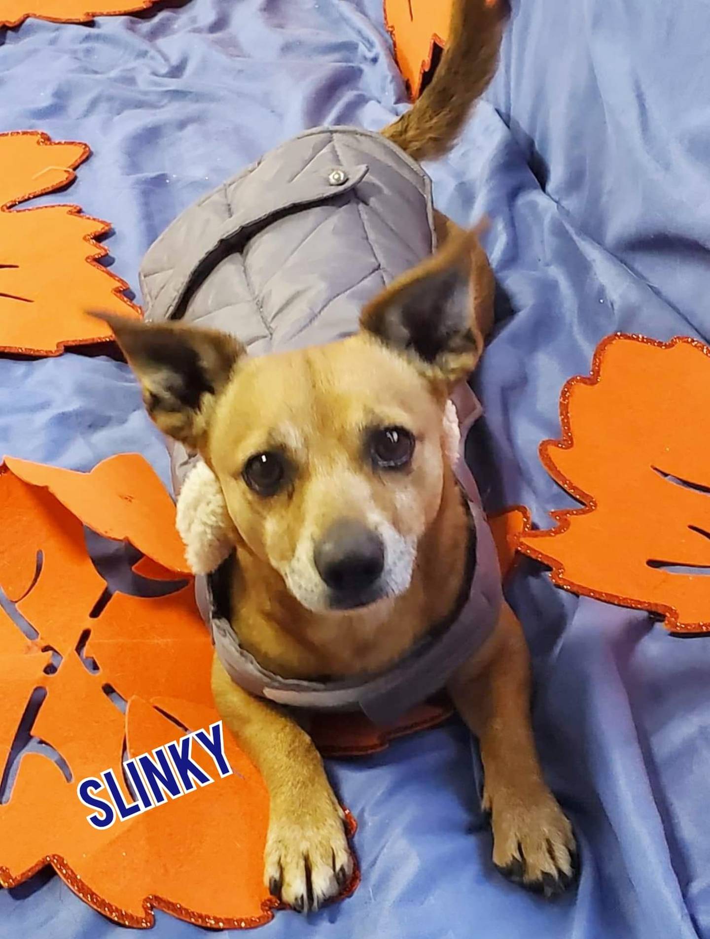 Slinky is approximately 6 years old and weighs 16 pounds. He is a sweet, walks well on a leash and has done well with other dogs. To meet Slinky, contact Hopeful Tails Animal Rescue at hopefultailsadoptions@outlook.com. Visit hopefultailsanimalrescue.org.