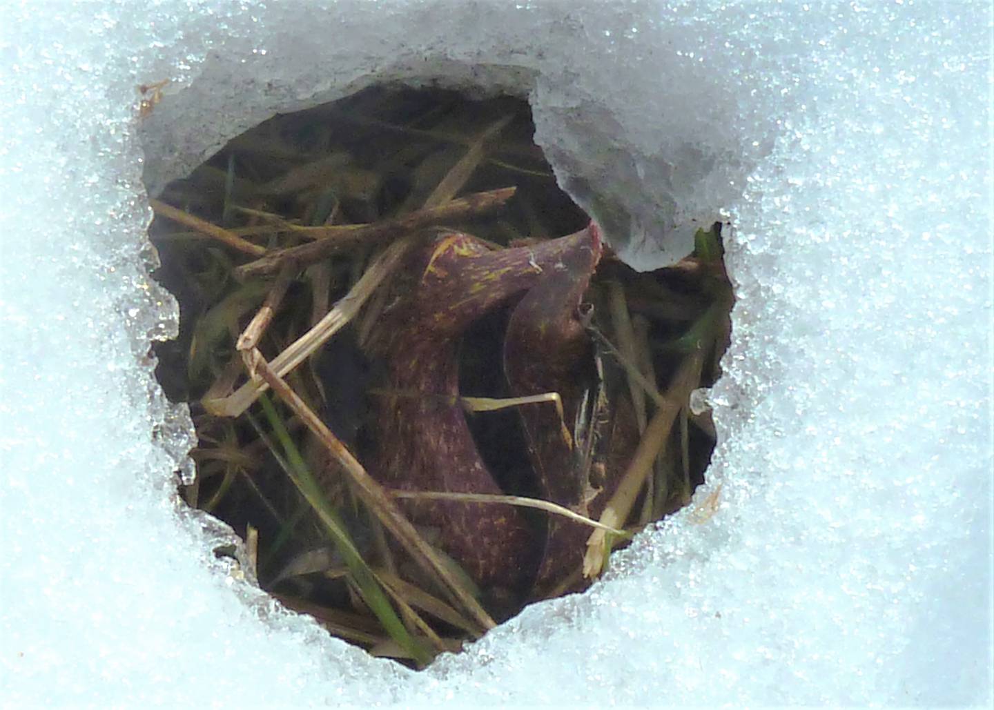 Skunk cabbage is northern Illinois’ earliest blooming native wildflower, sometime using internal chemistry to melt through the snow. Photo by Pam Otto