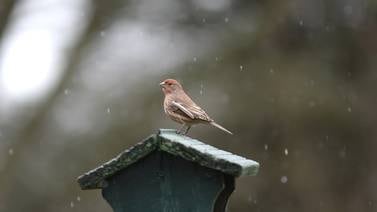 Down the Garden Path: Birdwatching in Illinois winters