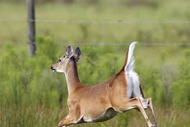Lee, Ogle, Carroll counties to host IDNR chronic wasting disease meetings 
