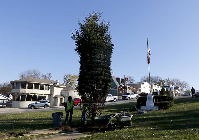 Workers from Heritage Farms Nursery plant a pine tree in the triangle park at the intersection of Hancock Drive and East Wonder Lake Road on Wednesday, Nov. 18, 2023. Plans are in the works for the Hancock Drive area of Wonder Lake to be annexed into the village.