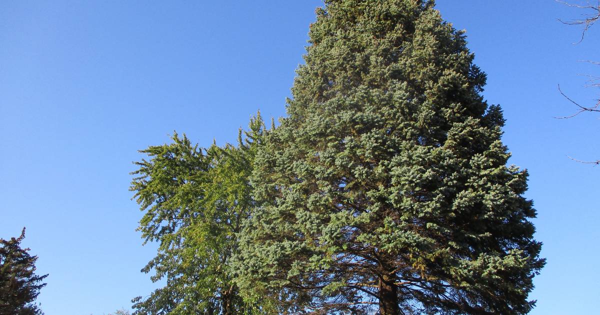 Joliet Christmas tree is a 5,300pound blue spruce Shaw Local