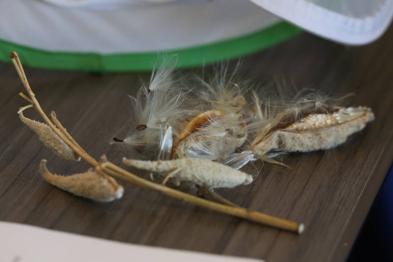 A table has several mature milkweed pods on display at the Green Escape Earth Day Event on Wednesday, April 22, 2026 in Joliet.
