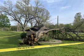 No injuries reported after tree fell Sunday at Peru park