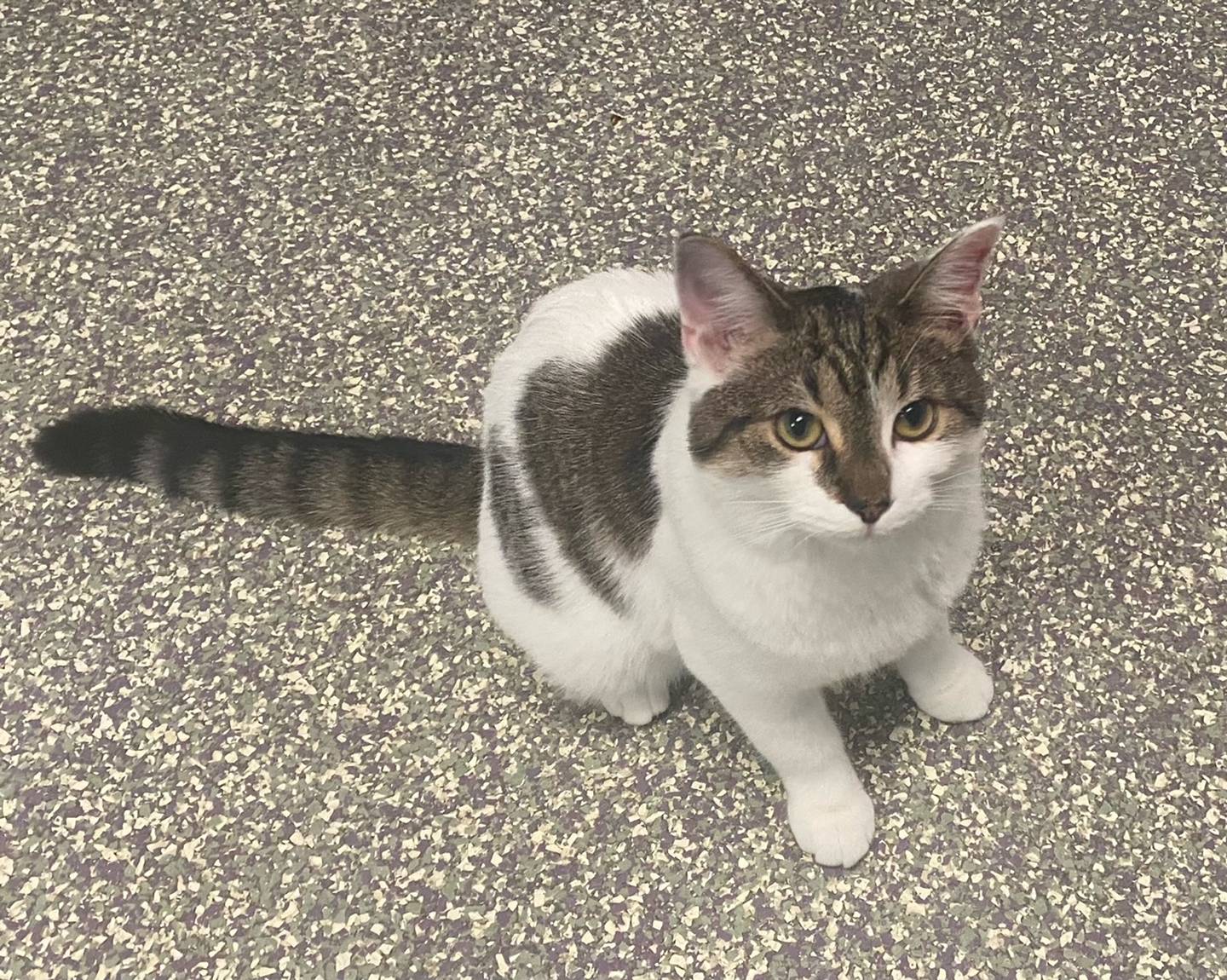 JK is a 6-month-old domestic shorthair. She is energetic, loving, and independent. JK is very sweet and immediately greets people. For more information on JK, including adoption fees please visit justanimals.org or call 815-448-2510.