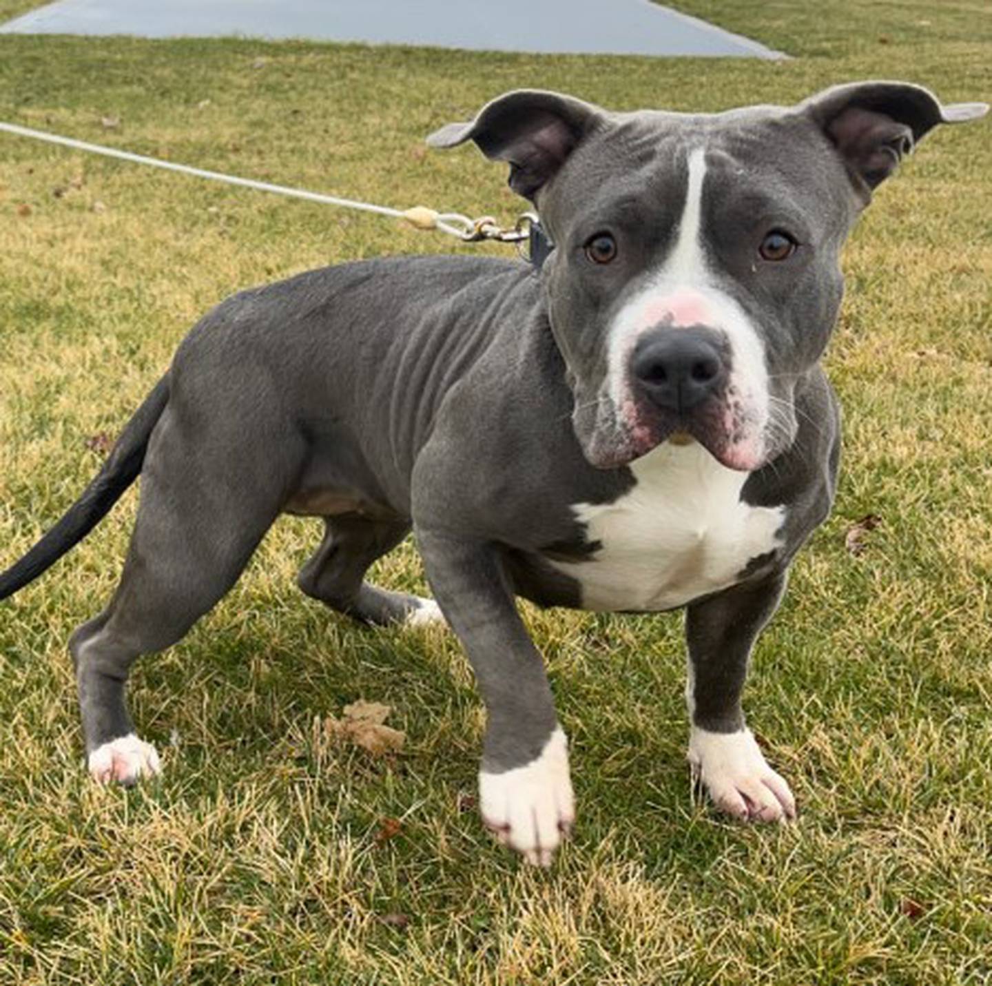 Estella is a 2-year-old bully with a sweet demeanor. Estella is affectionate but needs to be the only pet at home. She is full of personality and comical energy. To meet Estella, call Joliet Township Animal Control at 815-725-0333.