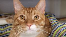 Energetic young cat ready for loving, playful family