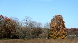 Color Outside the Lines 5K and Family Fair set for April 5 at Fabyan Forest Preserve